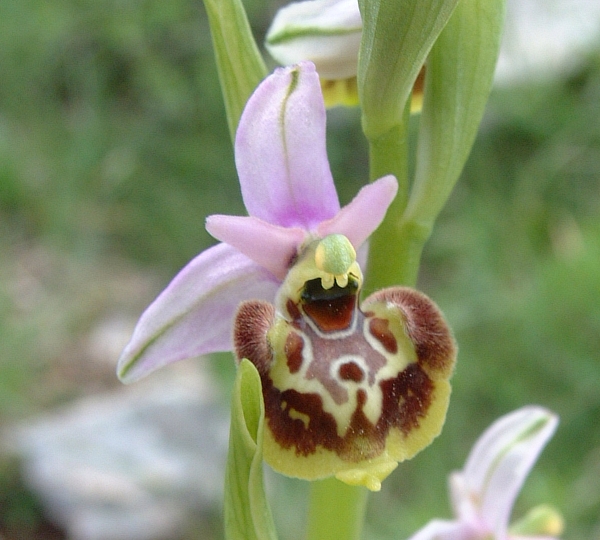 Ophrys fuciflora